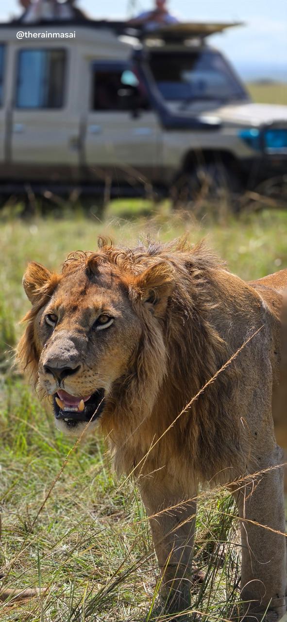 Male lion in the Maasai Mara at golden hour